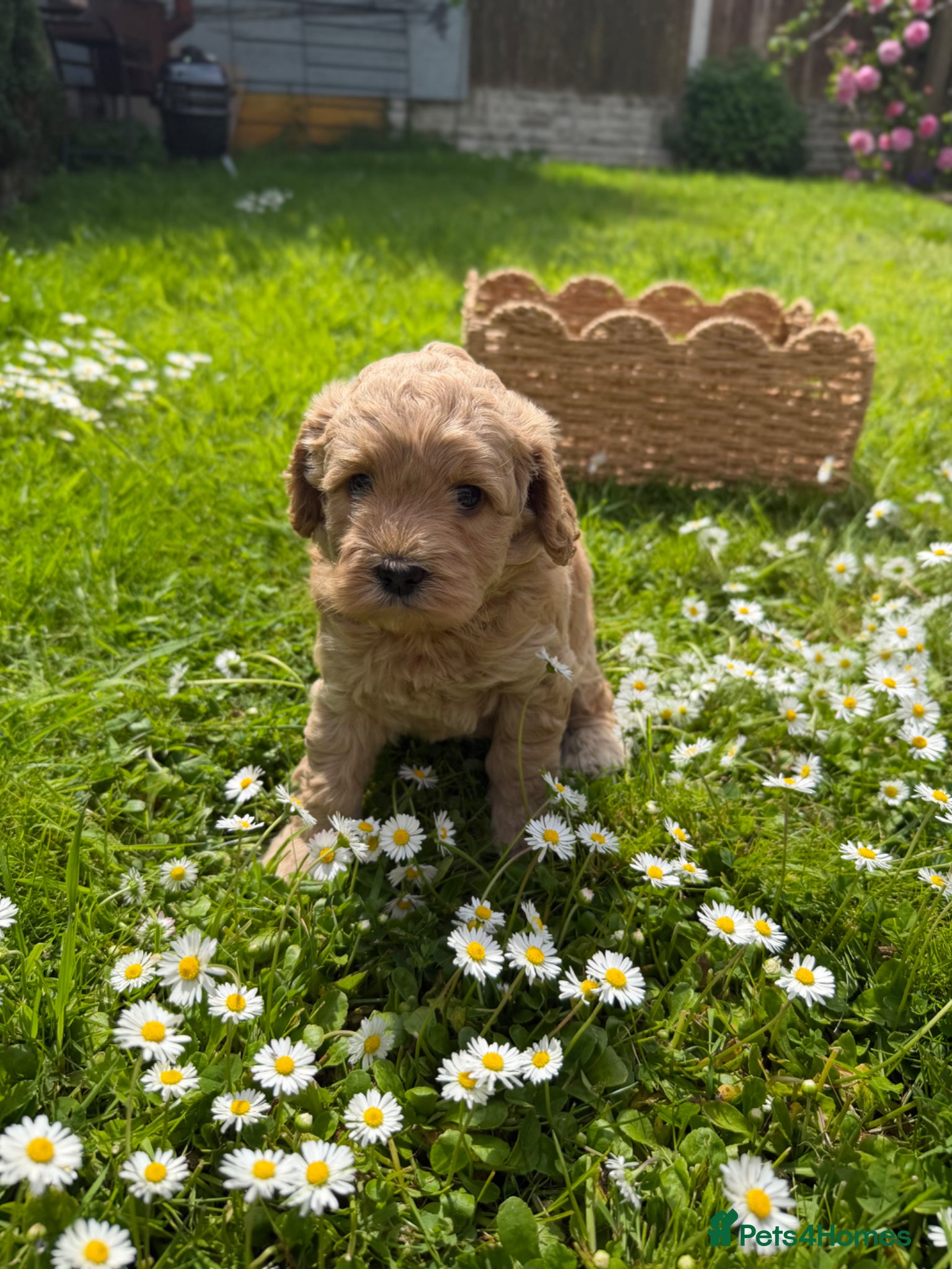 Cockapoo dogs Adorable puppies for Reservation - Advert 2