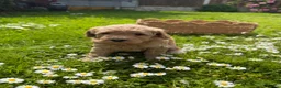 Cockapoo dogs for sale: Wonderful healthy puppies can go to new homes  - Advert 12