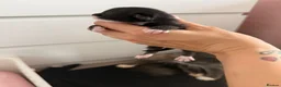 Mixed Breed cats for sale: Black and white kittens  - Advert 18