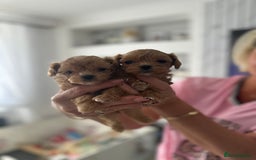 Maltipoo dogs for sale: 🧸🩷 Incredible Asian Maltipoo GIRLS 🩷🧸 - Image 9