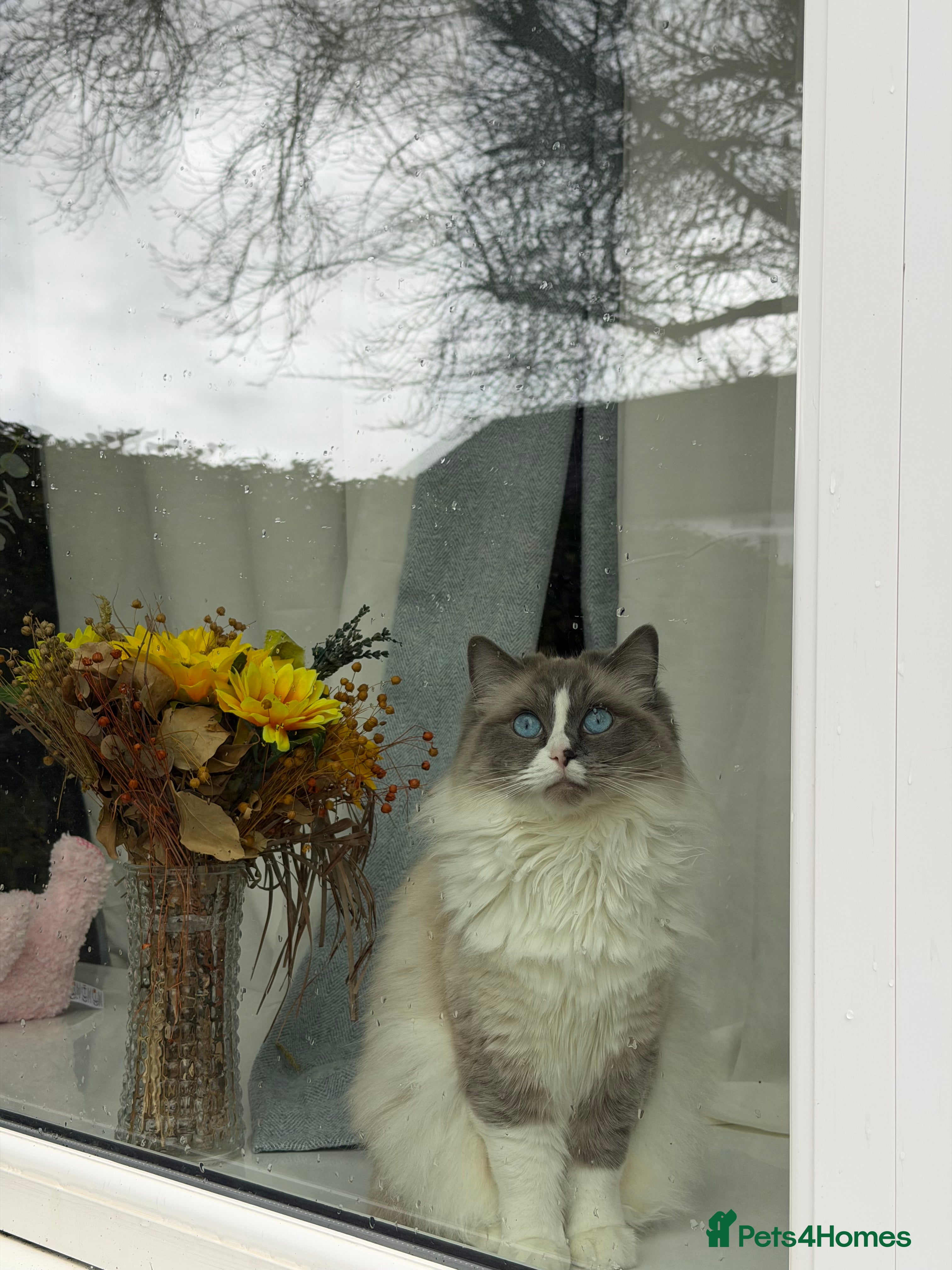 Ragdoll cats PLEASE READ IT!⤵️ - Advert 1