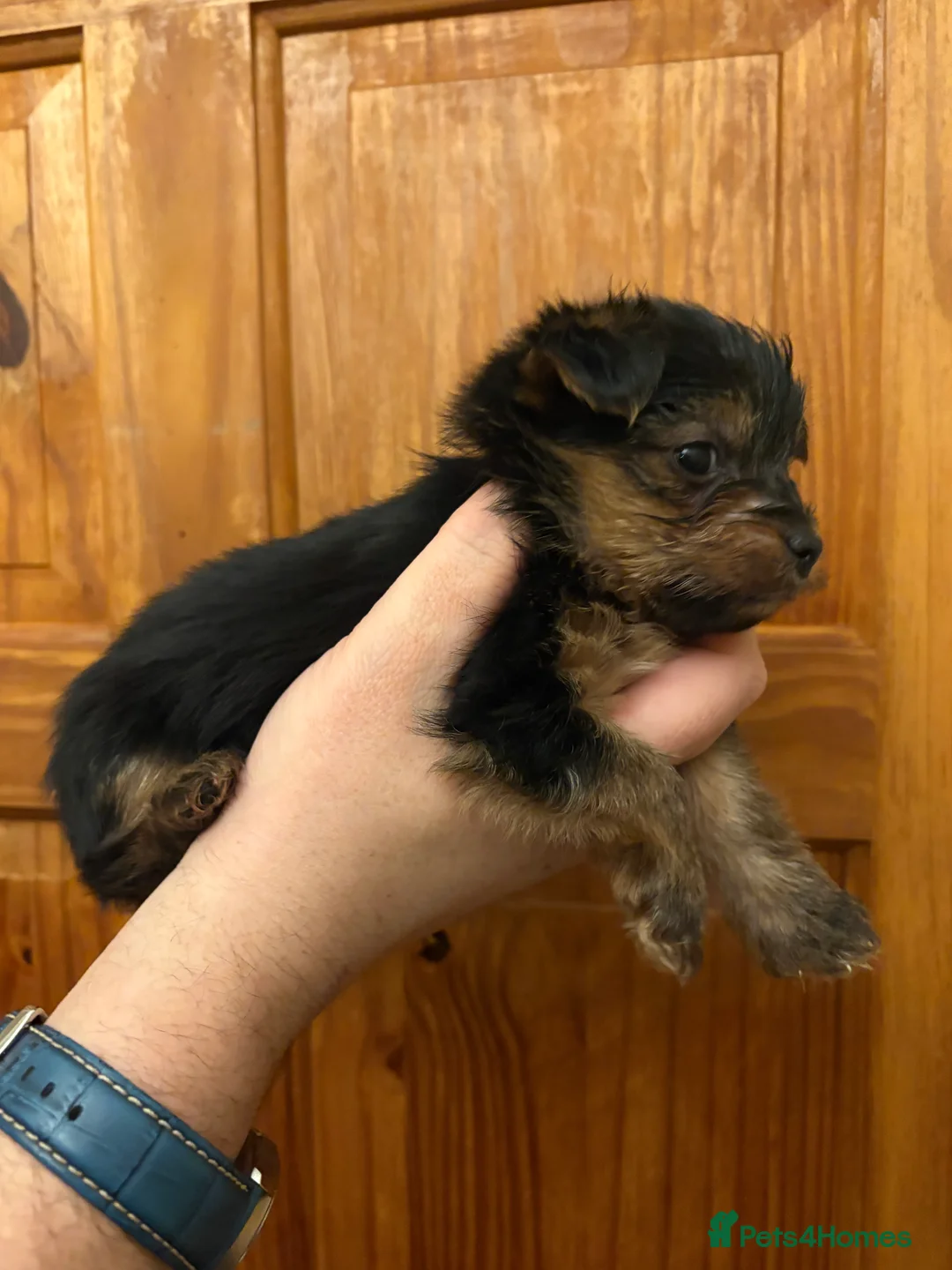Shorkie dogs for sale: Yorkie shih tzu puppies  - Advert 5