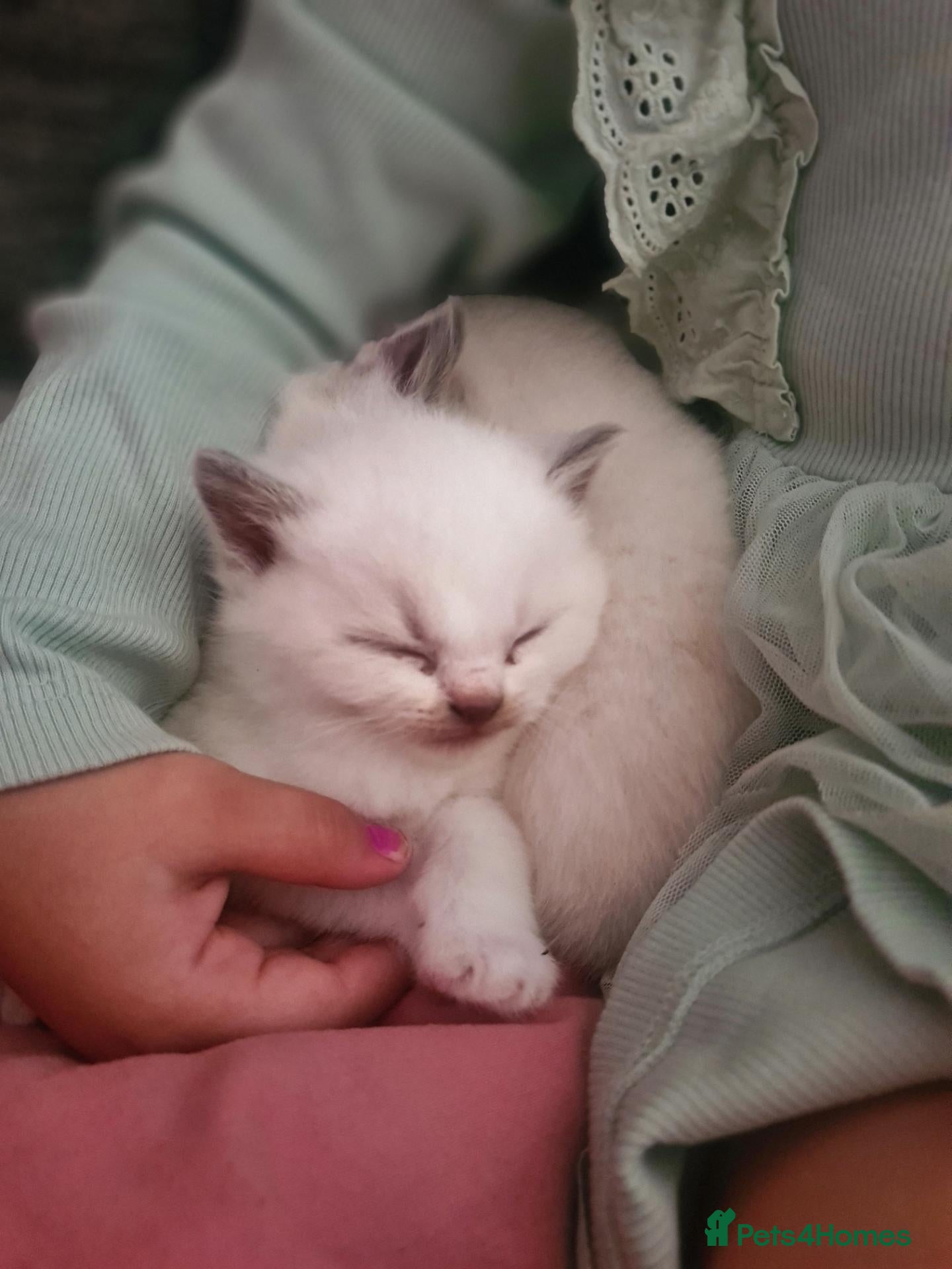 Mixed Breed cats British shorthair Cross kittens - Advert 4