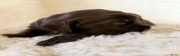 Cocker Spaniel dogs for sale: Health Tested KC Reg Showline Cocker Spaniel Pups - Advert 20