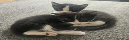 Mixed Breed cats for sale: 2 male kittens - long hair - Advert 2
