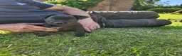 Patterdale Terrier dogs for sale: Ready now Stunning nutal patterdale terriers  - Advert 5