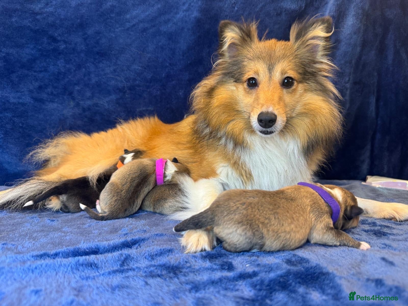 Shetland Sheepdog dogs Available To Reserve Now!  - Advert 16