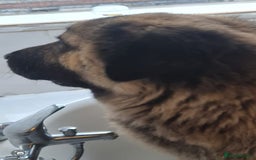 Caucasian Shepherd Dog dogs for sale: Caucasian Shepherd Female 1 Year and 10 months - Image 18