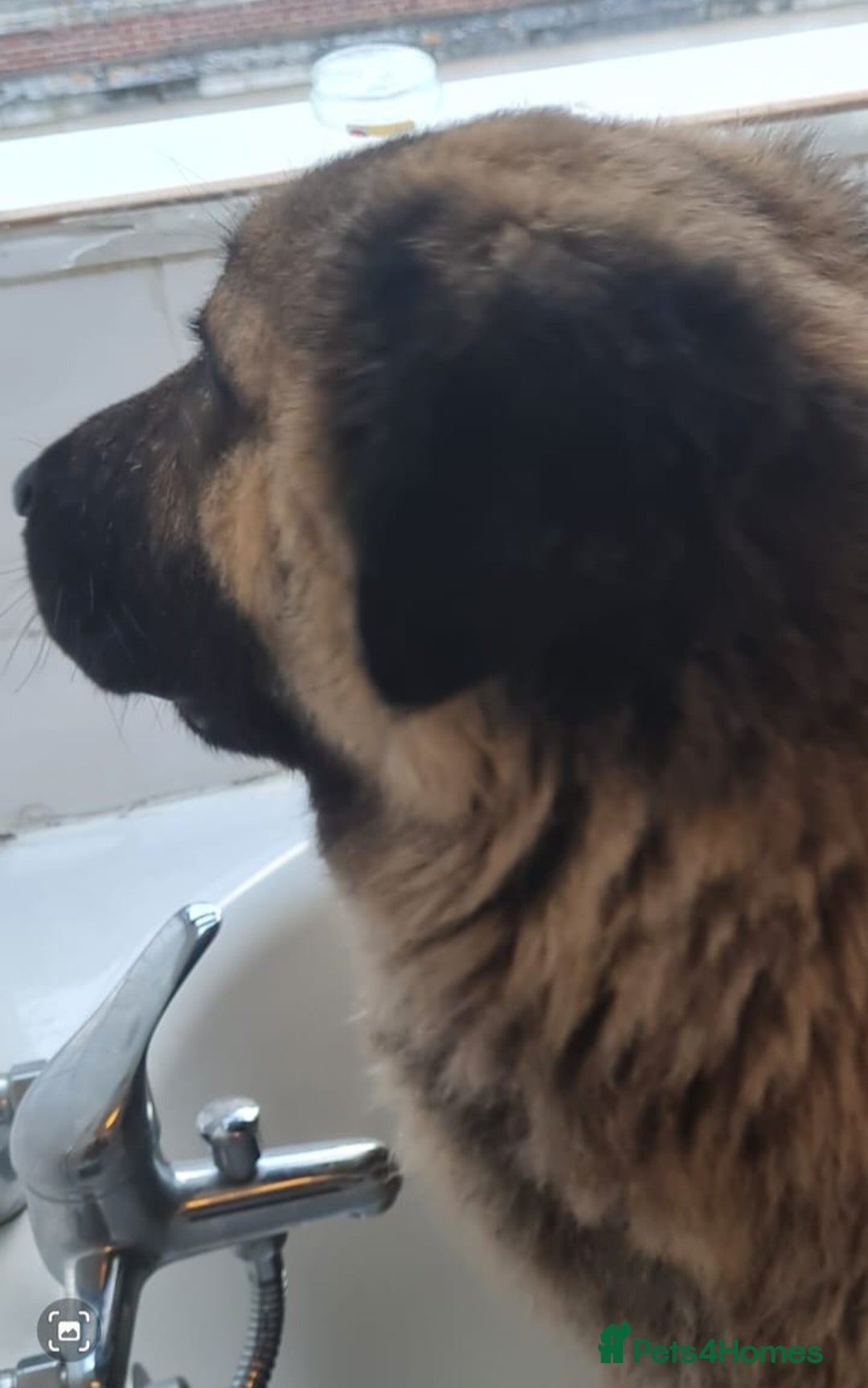 Caucasian Shepherd Dog dogs for sale: Caucasian Shepherd Female 1 Year and 10 months - Image 18