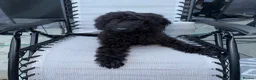 Labradoodle dogs for sale: Labradoodle berty  - Advert 5