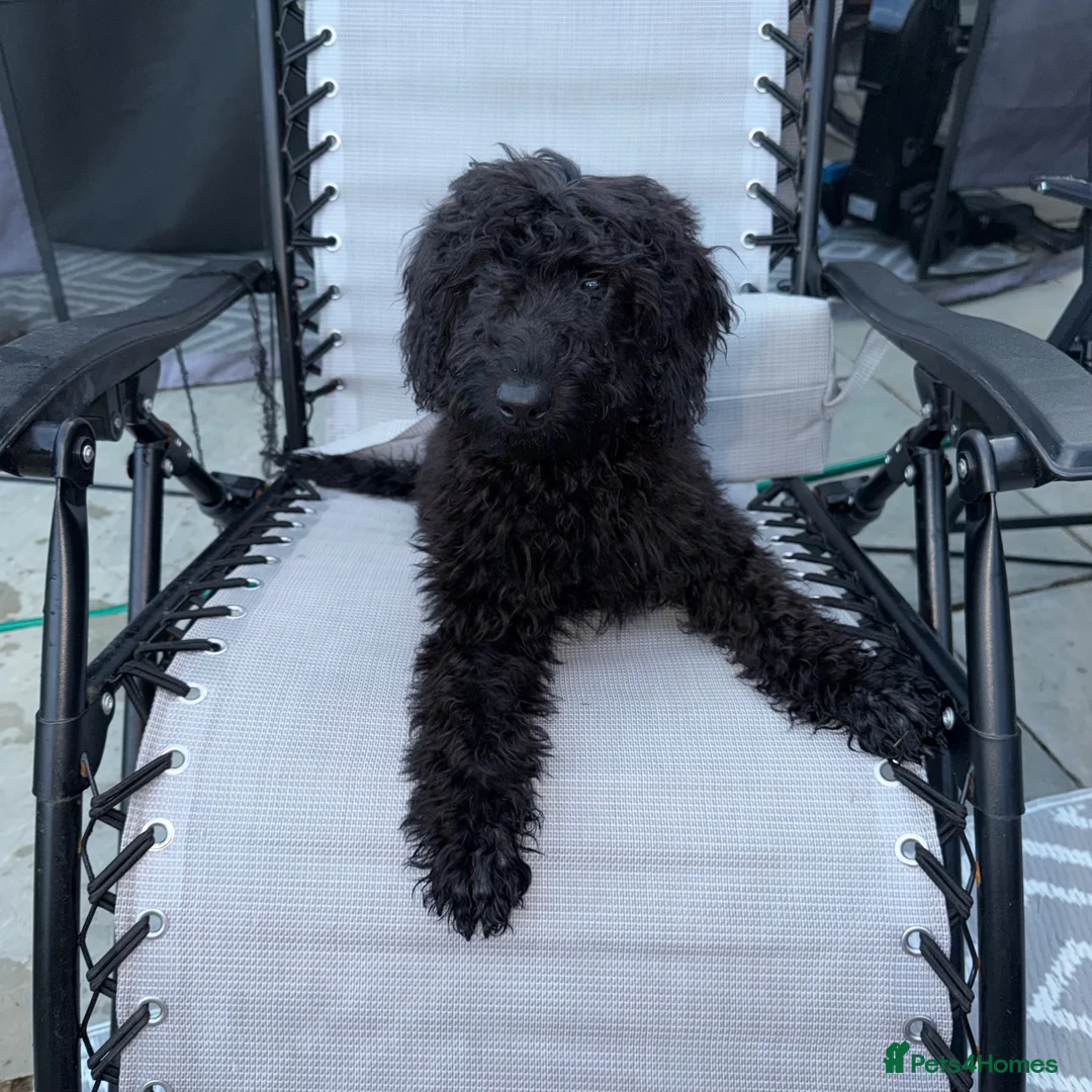 Labradoodle dogs for sale: Labradoodle berty  - Advert 5
