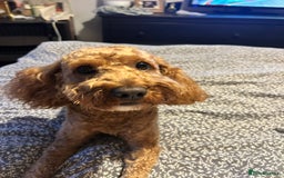 Cavapoo dogs for stud: F1b Cavapoo for stud - Image 5