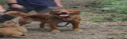 Golden Retriever dogs for stud: KC registered stud  - Advert 6