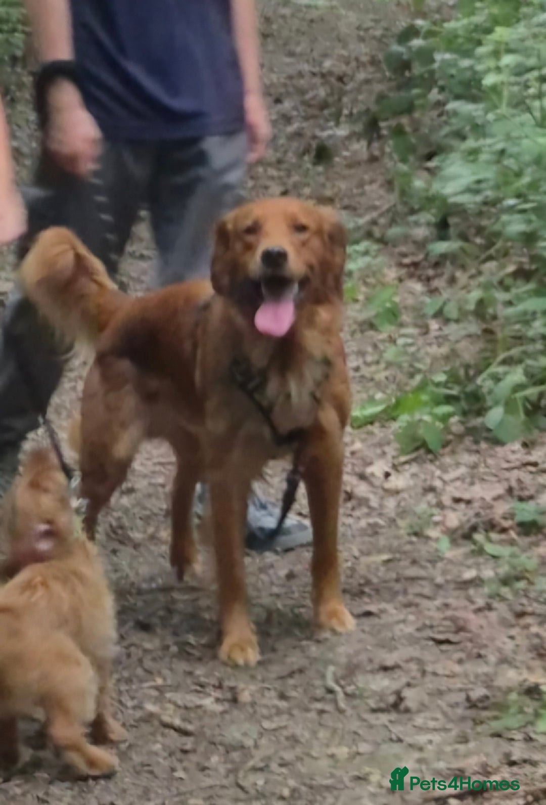 Golden Retriever dogs for stud: KC registered stud  - Advert 6