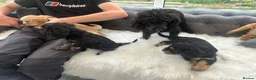 Cavapoo dogs for sale: F1 cavapoo puppies  - Advert 25