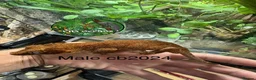 Gecko reptiles for sale: Male and unsexed red gargoyle geckos.  - Advert 6