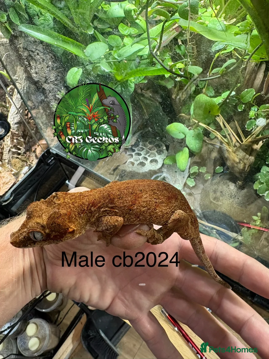 Gecko reptiles for sale: Male and unsexed red gargoyle geckos.  - Advert 7