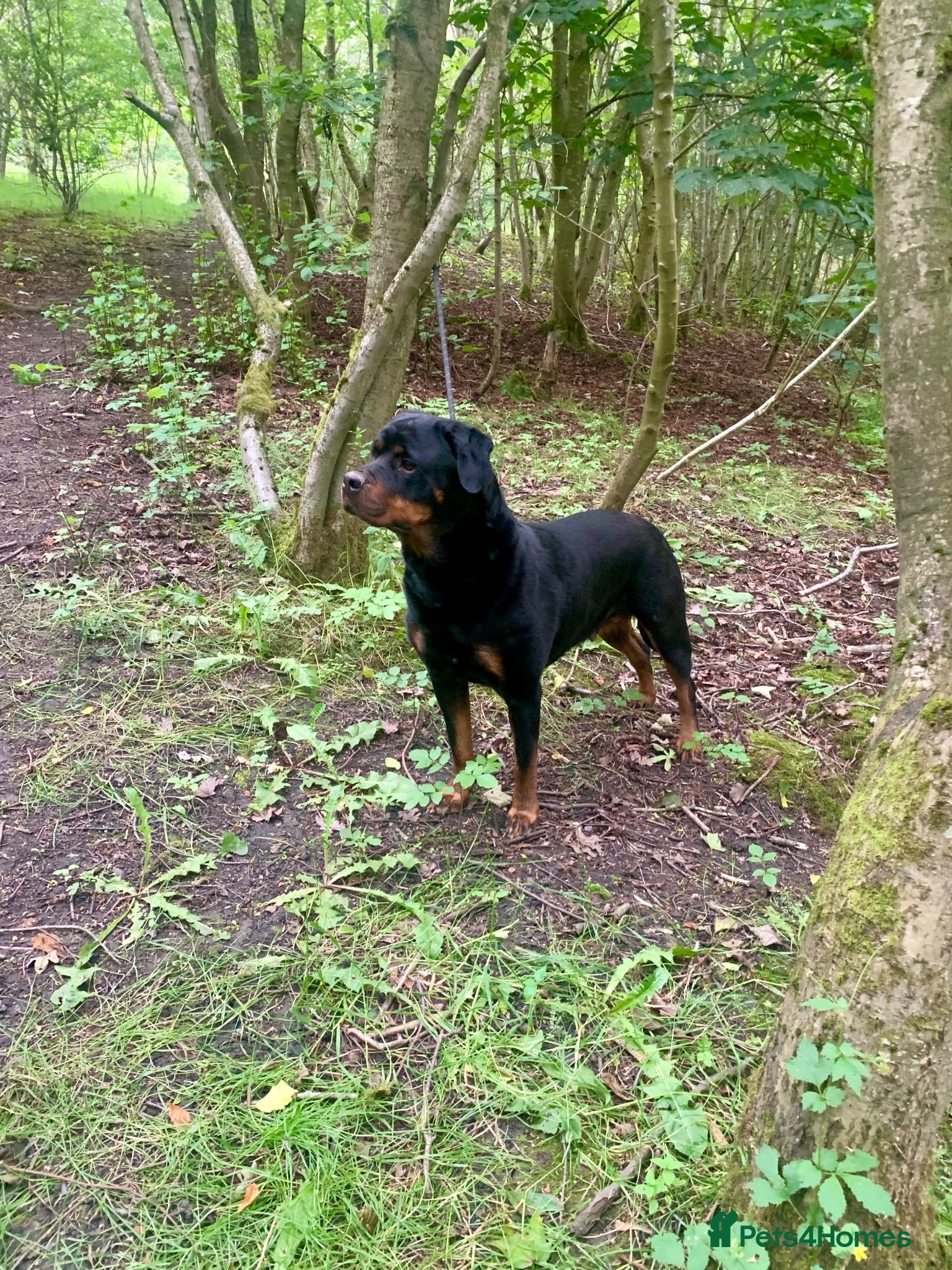 Rottweiler dogs Stud Wanted for Rottweiler Bitch - Advert 1
