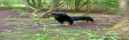 Rottweiler dogs for stud: Stud Wanted for Rottweiler Bitch - Advert 1