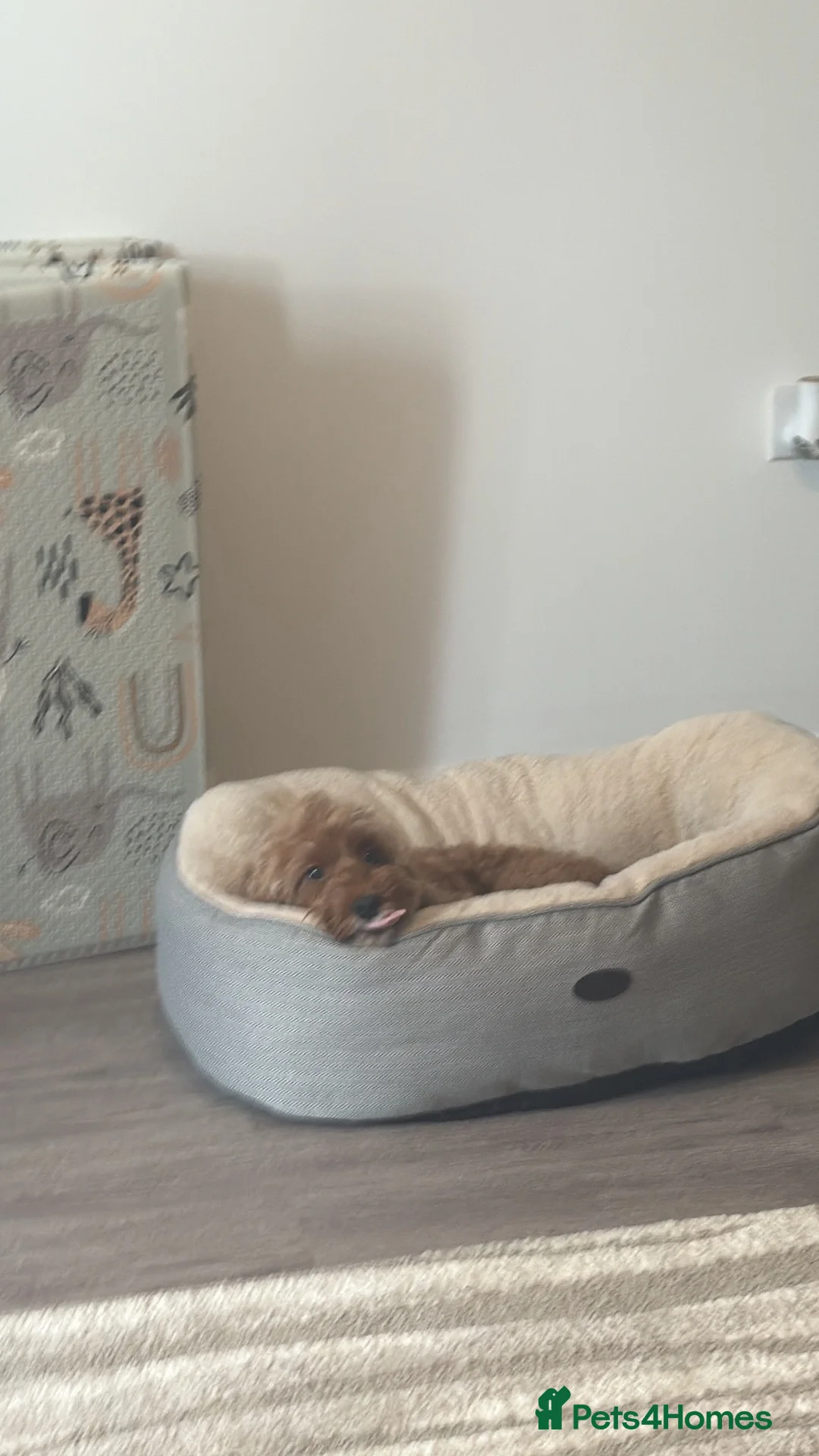 Cockapoo dogs for sale: Skye- rehoming  in Ellesmere Port - Advert 2