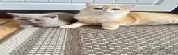 British Shorthair cats for sale: Gorgeous GCCF registered British shorthair Gold. - Advert 15