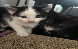 British Longhair cats for sale: Three adorable kittens  - Image 27
