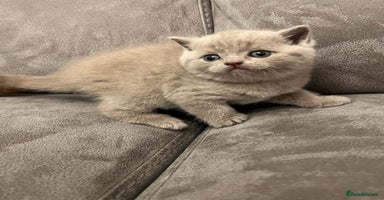 British Shorthair cats - Advert 3