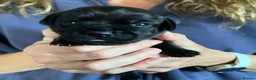 Mixed Breed dogs for sale: F2 Border x Patterdale pups - Advert 3