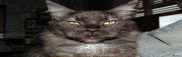 Maine Coon cats for stud: Meet nala  - Advert 1