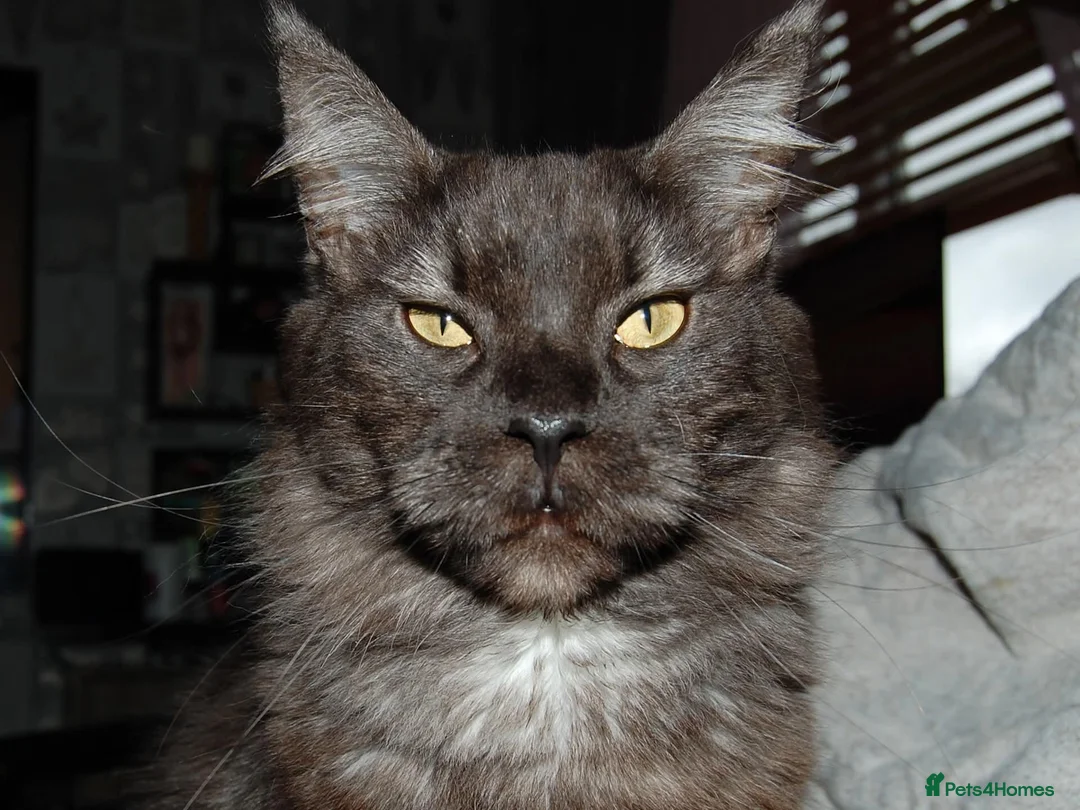 Maine Coon cats for stud: Meet nala  - Advert 1