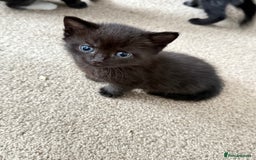 Mixed Breed cats for sale: 4 beautiful mixed kittens  - Image 8