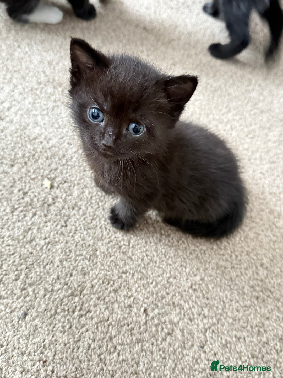 Mixed Breed cats for sale: 4 beautiful mixed kittens  - Image 8
