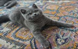 British Shorthair cats for sale: LAST CHUNKY BOY Cute Bristish Short Hair Kittens  - Image 4