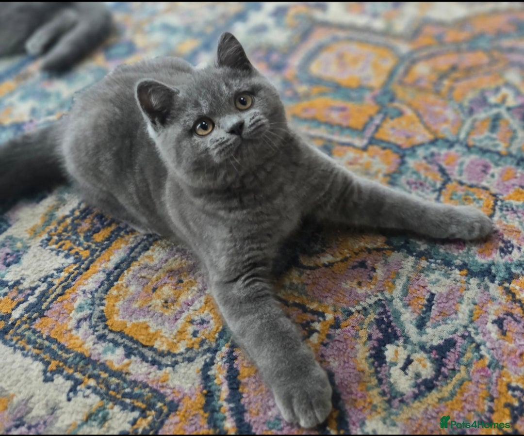 British Shorthair cats for sale: LAST CHUNKY BOY Cute Bristish Short Hair Kittens  - Image 4
