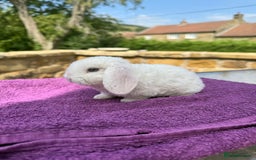Mini Lop rabbits for sale: Fluffy clouds (Plush lops) looking for new homes! - Image 4