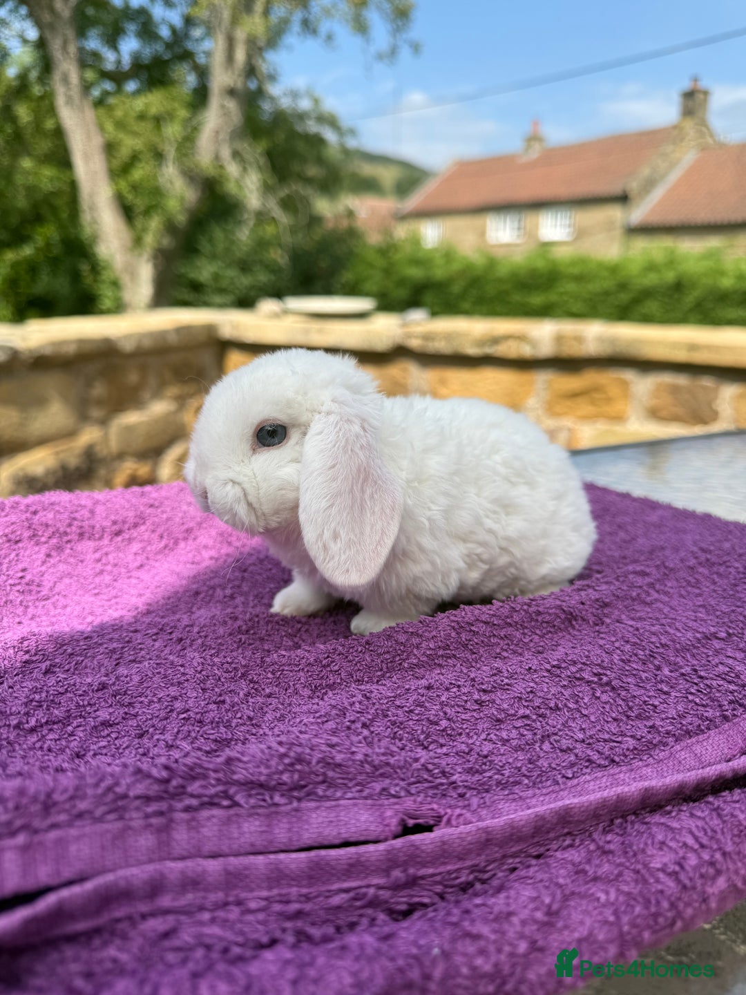 Mini Lop rabbits for sale: Fluffy clouds (Plush lops) looking for new homes! - Image 4