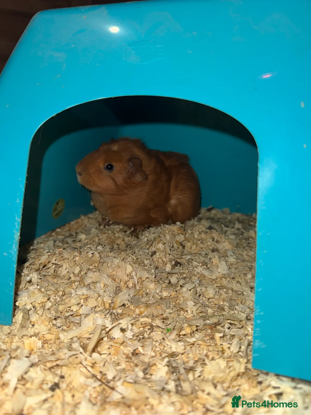 Guinea Pig rodents for sale: 3 baby Guinea pigs for sale. 2 females, 1 male - Advert 3