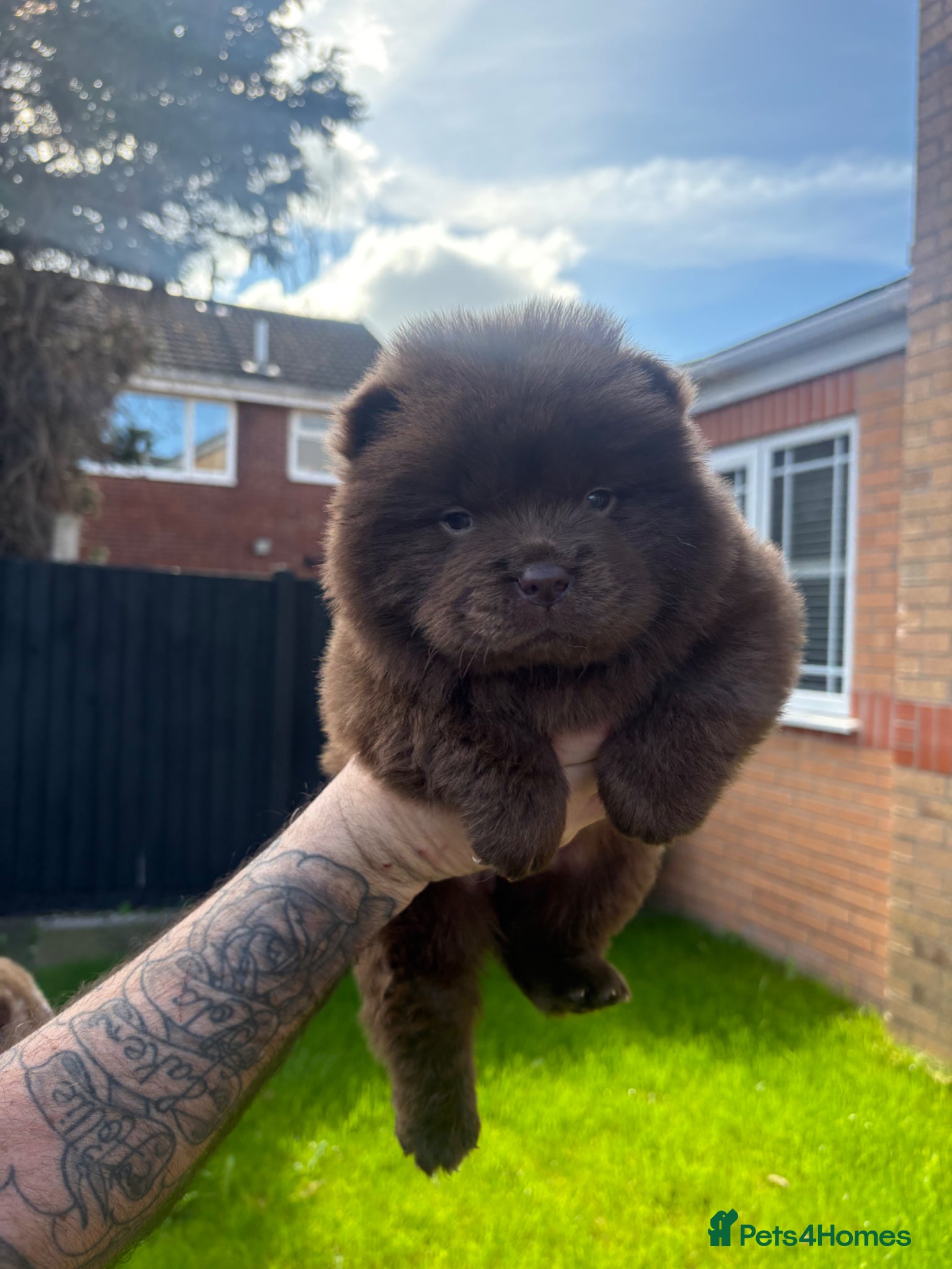 Chow Chow dogs Chow Puppies - Advert 10