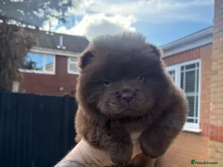 Chow Chow dogs Chow Puppies - Advert 10