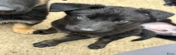 German Shepherd dogs for sale:  German Shepherd puppies - Advert 2