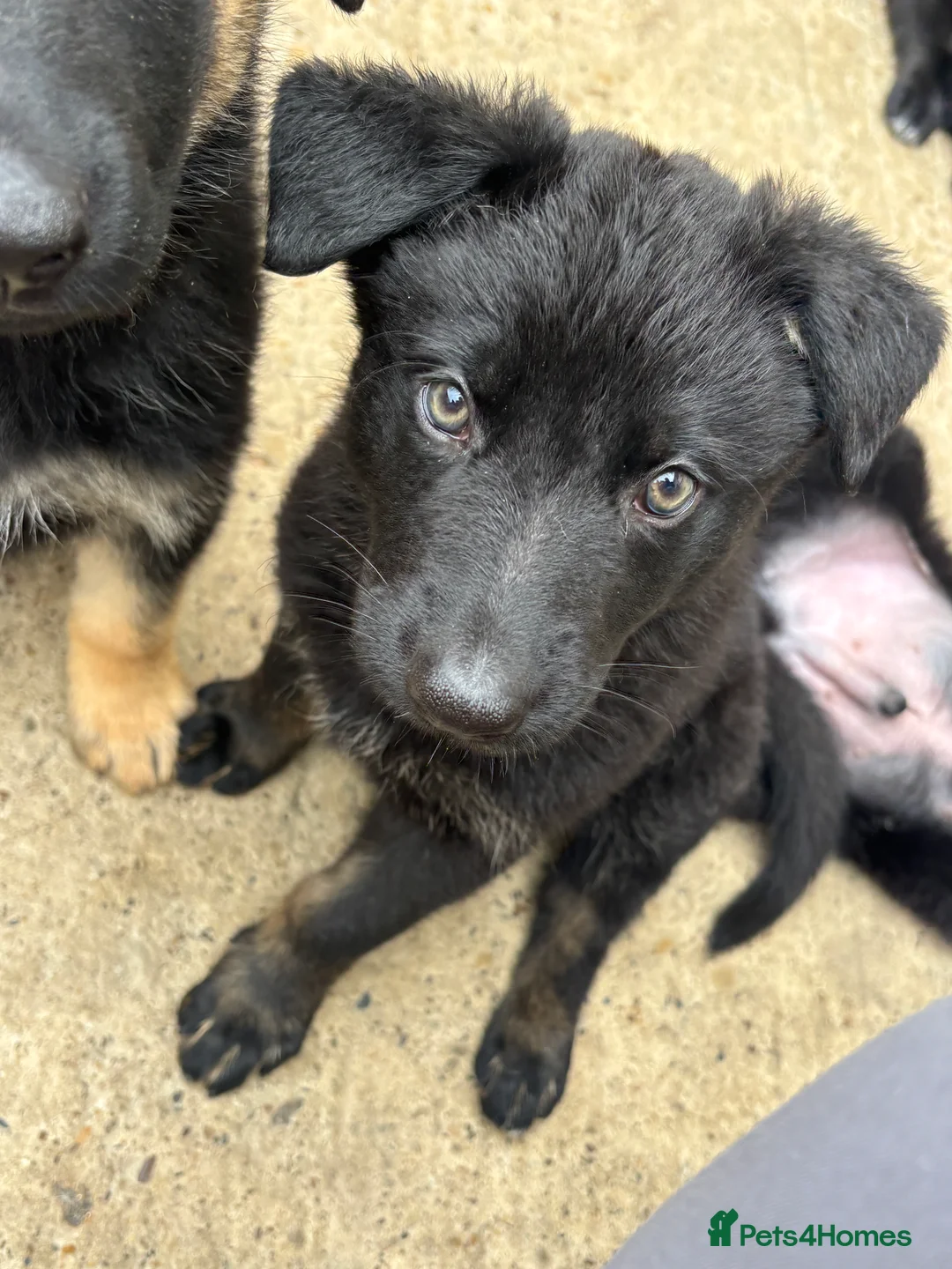 German Shepherd dogs for sale:  German Shepherd puppies - Advert 2