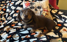 Miniature Dachshund dogs for sale: Adorable Longhaired Miniature Dachshund Puppies - Image 6