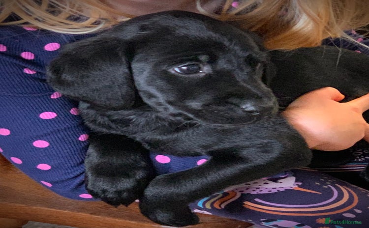 Labrador Retriever dogs - Advert 5