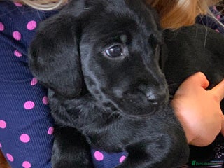 Labrador Retriever dogs - Advert 11