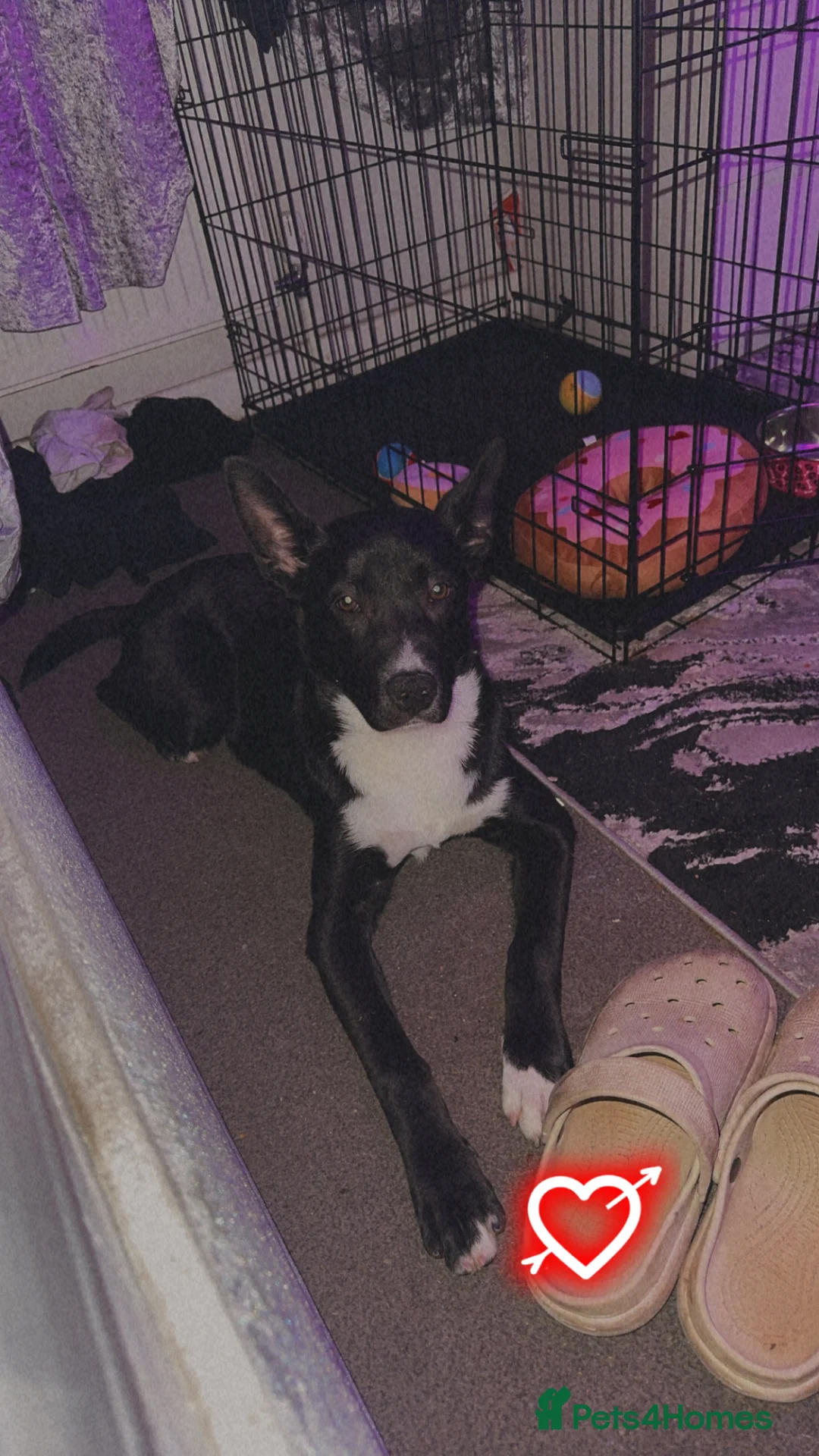 Mixed Breed dogs for sale: American bulldog cross shepherd  - Advert 2