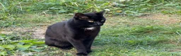 Mixed Breed cats for sale: Four cats ready for a new home - Advert 2