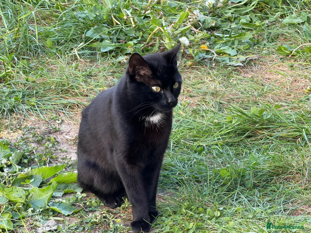 Mixed Breed cats for sale: Four cats ready for a new home - Advert 2