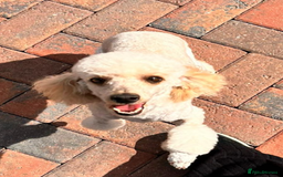 Cavapoo dogs for sale: Beautiful F1 cavapoo puppies  - Image 17