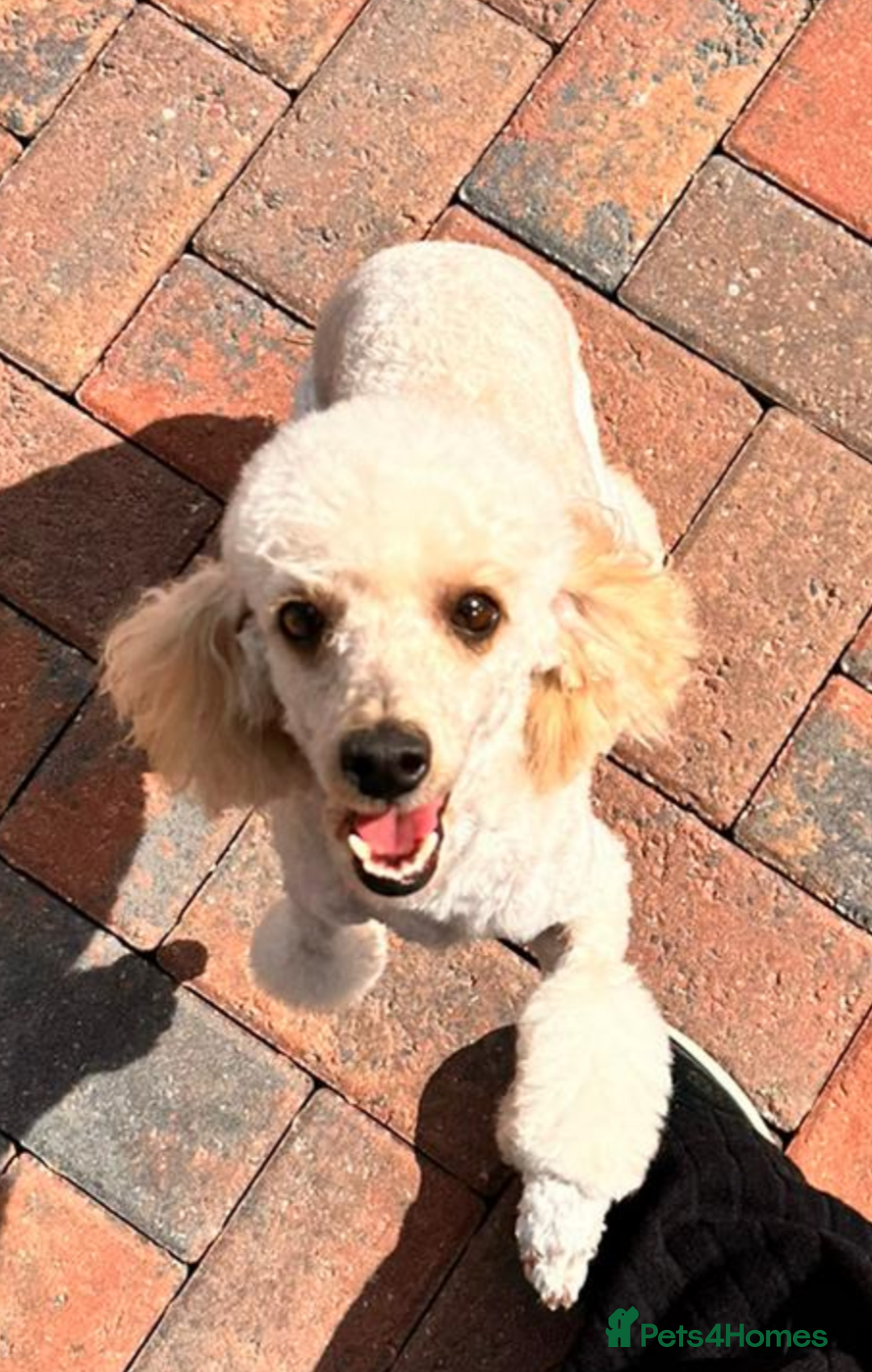 Cavapoo dogs for sale: Beautiful F1 cavapoo puppies  - Image 17