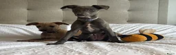 Whippet dogs for sale: Beautiful KC Registered Whippets  - Advert 7